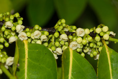 Diospyros fasciculosa