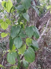 Clematis novocaledoniaensis