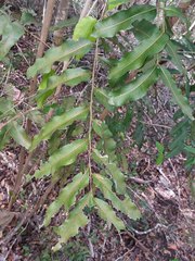 Podonephelium davidsonii