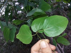 Clematis novocaledoniaensis