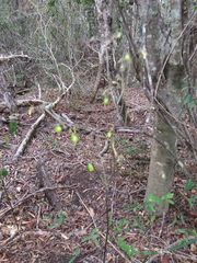 Dianella adenanthera