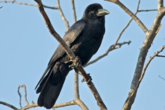 Corvus macrorhynchos culminatus