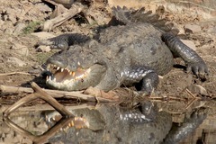 Marsh Crocodile photo 1