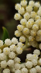 Ozothamnus argophyllus