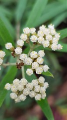 Ozothamnus argophyllus