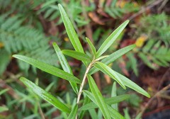 Ozothamnus argophyllus
