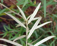 Ozothamnus argophyllus