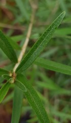 Ozothamnus argophyllus