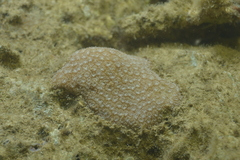 Leptastrea