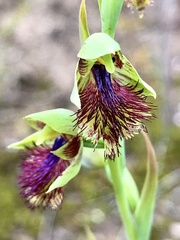 Calochilus campestris