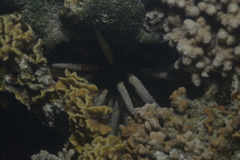 Phyllacanthus imperialis