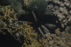 Phyllacanthus imperialis