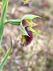 Calochilus campestris