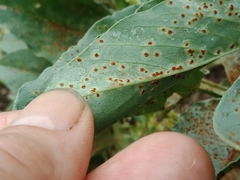 Uromyces viciae-fabae