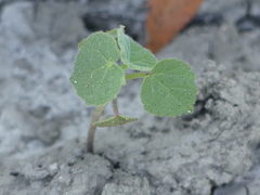 Abutilon theophrasti