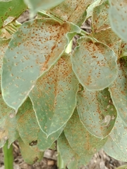 Uromyces viciae-fabae