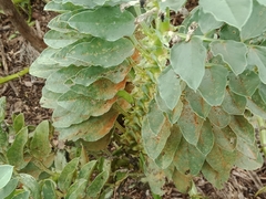 Uromyces viciae-fabae