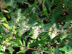 Caryopteris × clandonensis