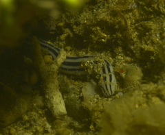 Baseodiscus quinquelineatus