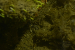 Baseodiscus quinquelineatus
