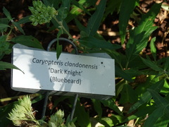 Caryopteris × clandonensis