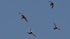 Columba livia domestica