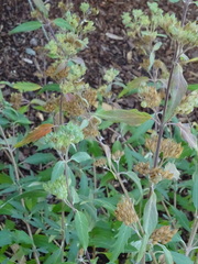 Caryopteris × clandonensis