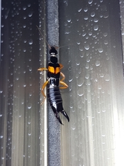 Carcinophora americana