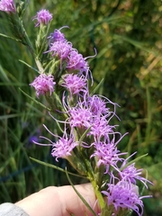 Liatris bracteata