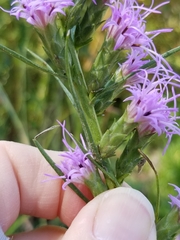 Liatris bracteata
