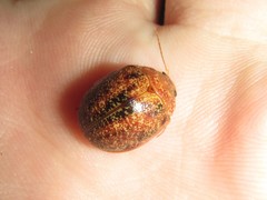 Paropsis variolosa