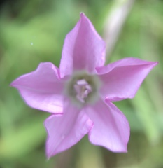 Convolvulus erubescens