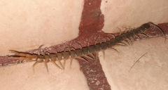 Hemiscolopendra marginata