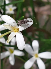 Meriphus guttatus