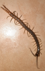Hemiscolopendra marginata