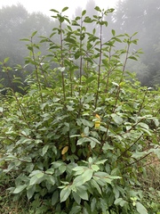 Frangula purshiana purshiana