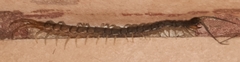 Hemiscolopendra marginata