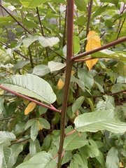 Frangula purshiana purshiana