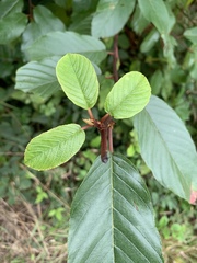 Frangula purshiana purshiana