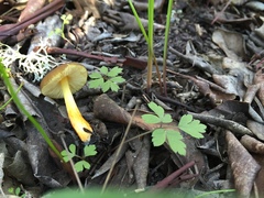 Pluteus fulvibadius