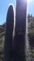 Cephalocereus senilis
