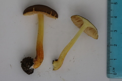 Pluteus fulvibadius