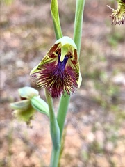 Calochilus campestris