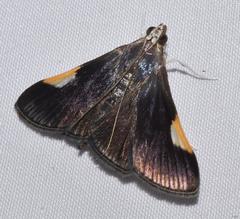 Peribona venosa