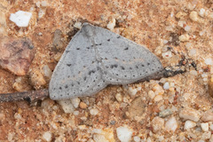 Taxeotis reserata