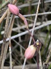 Thelymitra rubra