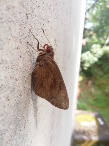 Banana Skipper