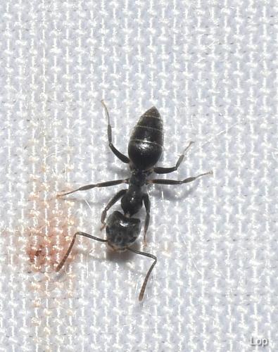 高狡臭蚁Technomyrmex elatior