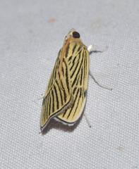 Tyspanodes linealis