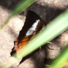Charaxes bernardus hierax